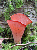 Phlogiotis helvelloides, a closer view showing the paler inner surface.